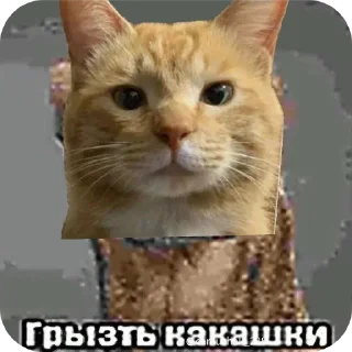 🐱 emoji Емайо стикер пак @Herlleycik и @Emae911 Telegram sticker 13 of 23
