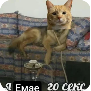 🐱 emoji Емайо стикер пак @Herlleycik и @Emae911 Telegram sticker 21 of 23