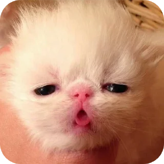 Sticker from Kitty