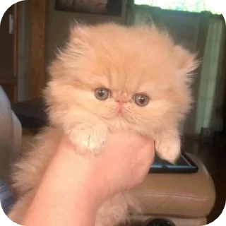 Sticker from Kitty