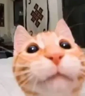 Sticker from Cats