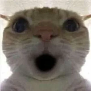 Sticker from funny cats
