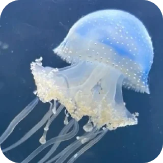 Sticker from Медуза @saneekdown0 @fStikBot