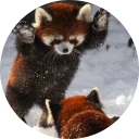 🙈 emoji Red Panda Pack Telegram sticker 2 of 40
