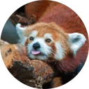 🙃 emoji Red Panda Pack Telegram sticker 22 of 40