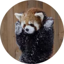 😅 emoji Red Panda Pack Telegram sticker 24 of 40