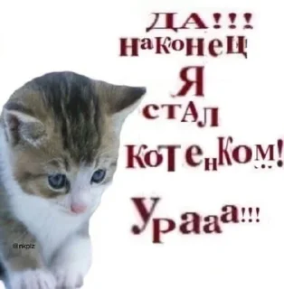 😼 emoji russian agent Telegram sticker 16 of 109