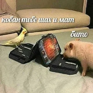 😏 emoji мемы и йа Telegram sticker 18 of 120