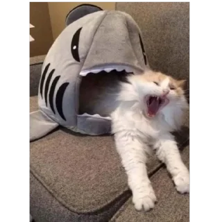🫥 emoji гав гав🐈‍⬛ Telegram sticker 8 of 20