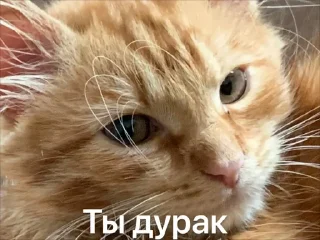 😾 emoji MavisDealSlaps Telegram sticker 9 of 27