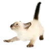 🦷 emoji 𓂃 ᨳ 𝅄 🪡🪡  @scorrall [[🍴] ..  𐙚  𓂃 ➡️ @Ctikerubot Telegram sticker 16 of 63
