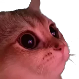 Sticker from крутые коты • @STIKmew