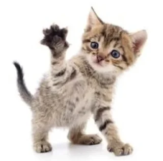 👋 emoji Котейки(@Gos_Aye) Telegram sticker 8 of 88