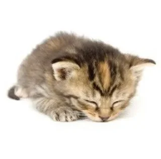 😴 emoji Котейки(@Gos_Aye) Telegram sticker 15 of 88