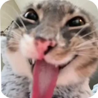 🤲 emoji котейки^^. Telegram sticker 23 of 23