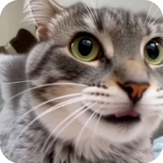 🌟 emoji «𝙢𝙚𝙢 𝙘𝙖𝙩𝙨🐈» Telegram sticker 16 of 18