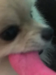 😝 emoji Ричард писюлик❤️👅🤙🏿 Telegram sticker 9 of 25