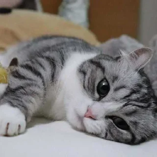 😭 emoji Комару ➡️ @Beluggggaa Telegram sticker 5 of 60