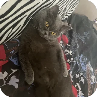 🫥 emoji пак для богинесс Telegram sticker 16 of 115