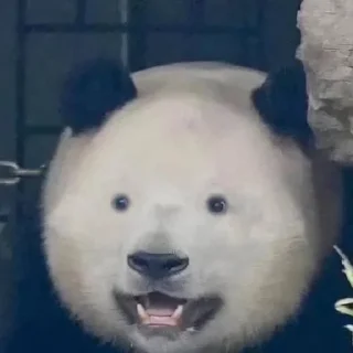 🥹 emoji 🐼 ➡️ @Ctikerubot Telegram sticker 3 of 7