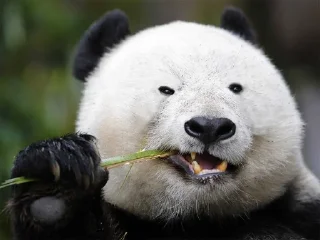 😘 emoji 🐼 ➡️ @Ctikerubot Telegram sticker 4 of 7