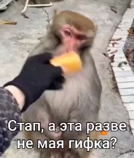 🙈 emoji бибисяни Telegram sticker 20 of 120