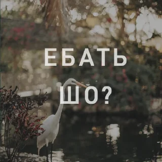 ❓ emoji Вайсманяткин вайб Telegram sticker 15 of 38