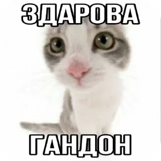 😺 emoji Котята ➡️ @Ctikerubot Telegram sticker 10 of 120