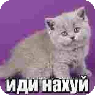 😺 emoji Котята ➡️ @Ctikerubot Telegram sticker 7 of 120