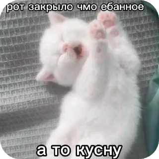 🐱 emoji Котята ➡️ @Ctikerubot Telegram sticker 21 of 120