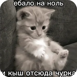 🐱 emoji Котята ➡️ @Ctikerubot Telegram sticker 23 of 120