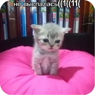 🐱 emoji Котята ➡️ @Ctikerubot Telegram sticker 22 of 120
