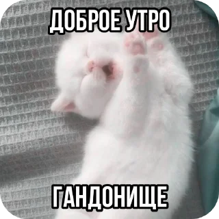 🐱 emoji Котята ➡️ @Ctikerubot Telegram sticker 14 of 120