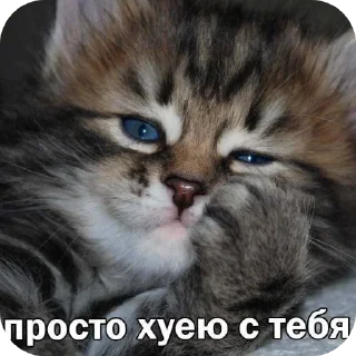🐱 emoji Котята ➡️ @Ctikerubot Telegram sticker 11 of 120