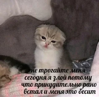 Sticker from Котики💗