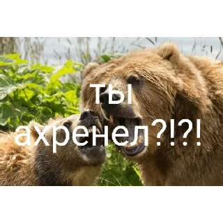 😡 emoji Медведи 4 Telegram sticker 14 of 30