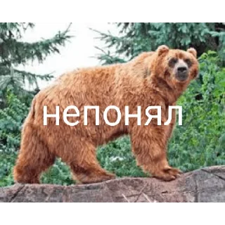 🤨 emoji Медведи 4 Telegram sticker 19 of 30