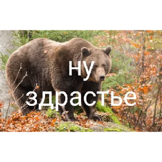 👋 emoji Медведи 4 Telegram sticker 21 of 30