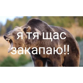 😤 emoji Медведи 4 Telegram sticker 22 of 30