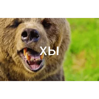 😁 emoji Медведи 4 Telegram sticker 17 of 30
