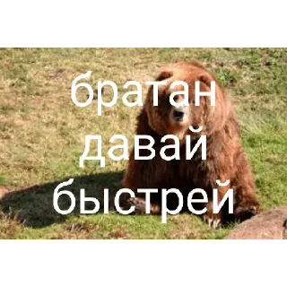 😒 emoji Медведи 4 Telegram sticker 13 of 30