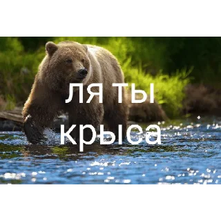 😑 emoji Медведи 4 Telegram sticker 18 of 30