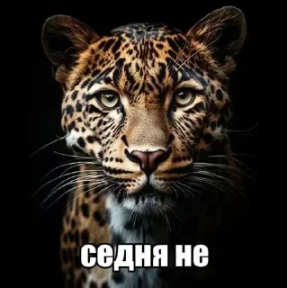🌟 emoji хайп + флекс — @stckrRobot Telegram sticker 15 of 95