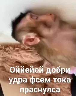 🤩 emoji Величайшие Поны @TgEmodziBot Telegram sticker 6 of 120