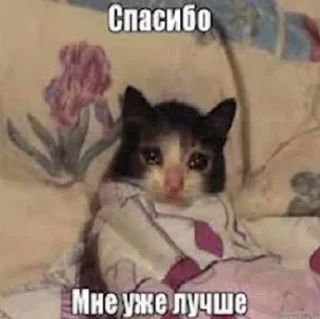 ❤️ emoji котейки Telegram sticker 14 of 35