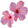 🪷 emoji p3wzzx Telegram sticker 21 of 135