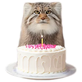 🎂 emoji Everyday Manul @animalplantspb Telegram sticker 12 of 35