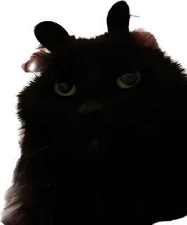 😾 emoji мос Telegram sticker 21 of 108