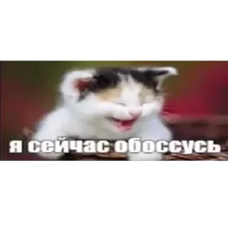 😎 emoji милые котята Telegram sticker 9 of 47