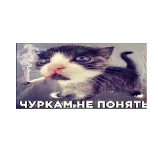 🙄 emoji милые котята Telegram sticker 10 of 47